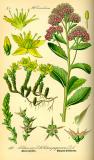 Purpur-Fetthenne-_Hylotelephium-telephium-subsp-telephium_-Thomé.jpg