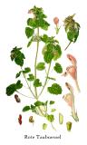 .Thomé-Illustration_Lamium_purpureum-PS.jpg