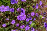 Pyrenaeen-Storchschnabel_Pelargonium_pyrenaicum-PS.jpg