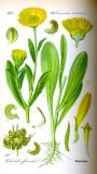 .Ringelblume-_Calendula-officinalis_-Thomé.jpg