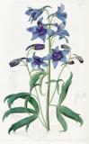 .Rittersporn_Delphinium_cheilanthum.jpg