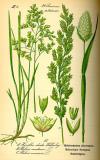 .Rohrglanzgras-Phalaris-arundinacea-Thomé.jpg