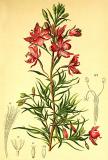 .Epilobium_dodonaei_Atlas_Alpenflora_von-Anton-Hartinger-PS.jpg