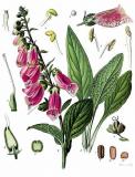 .Roter-Fingerhut-Digitalis-purpurea-Koehler.jpg