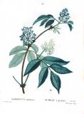 .Roter-Holunder-Sambucus-racemosa-Pierre-Joseph_Redouté.jpg