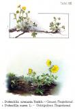 .Sand-Fingerkraut-Potentilla-arenaria-Oltmanns.jpg