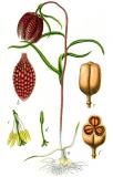 .Schachblume_Fritillaria_meleagris_Sturm32.jpg