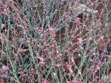 polygonum-equisetiforme307-PS.jpg