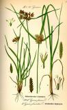 Schwarzbraunes-und-Geknaeueltes-Zyperngras-Thomé.jpg