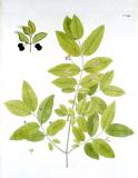 .Schwarze-Heckenkirsche-_Lonicera-nigra_-Jacquin.jpg