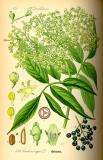 Schwarzer-Holunder-Sambucus-nigra-Thomé.jpg