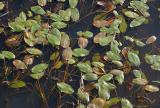 Christian_Fischer_Potamogeton_Natans1-PS.jpg