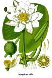 Cleaned-Illustration_Nymphaea_alba-PS.jpg