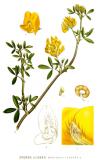 .Sichelklee-Medicago-falcata-Lindman.jpg