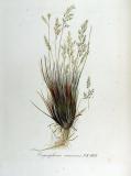 Silbergras-Corynephorus-canescens-Kops.jpg
