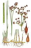 .Juncus_acutiflorus_Sturm11.jpg