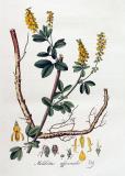 .Steinklee-Melilotus-officinalis-Jan-Kops.jpg