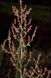 .Rumex_thyrsiflorus_Fomax.jpg