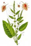 Stumpfblaettriger-Ampfer-Rumex-obtusifolius-subsp-obtusifolius-Sturm.jpg