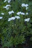 .Androsace_obtusifolia_2,_Saxifraga-Willem_van_Kruijsbergen.jpg