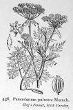 Sumpf-Haarstrang-Peucedanum-palustre-Fitch.jpg