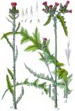 Sumpf-Kratzdistel_Cirsium_palustre_Sturm3-PS.jpg