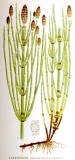 Sumpf-Schachtelhalm-Equisetum_palustre-Lindman.jpg