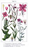 .Sumpf-Weidenroeschen-Epilobium-palustre-Krause.jpg