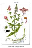 .Stachys_palustris_Sturm45-PS.jpg