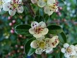 Cotoneaster_dammeri_fleurs__1_-PS.jpg