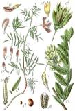 .Tragant-Astragalus-Sturm.jpg