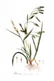 Trauben-Trespe_Bromus_racemosus_—_Flora_Batava_—_Volume_v7_Jan_Kops.jpg