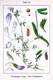 Viersamige-Wicke-_Vicia-tetrasperma_-Sturm.jpg