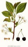 .vogel-Kirsche-314_Prunus_avium.jpg