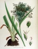 Wald-Simse_Scirpus_sylvaticus_—_Flora_Batava_—_Volume_v15_Jan-Kops.jpg