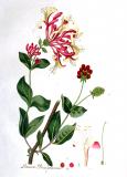 .Waldgeissblatt-Lonicera-periclymenum-Kops.jpg