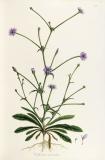 Cichorium_pumilum_-_001x-PS.jpg