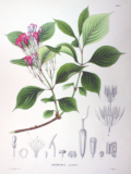 Weigela_coraeensis_SZ31.png