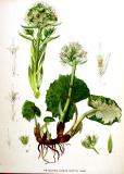 Weisse-Pestwurz-Petasites-albus-Kops.jpg