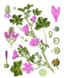 Wilde-Malve-malva-sylvestris-Koehler.jpg