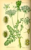 .Wilde-Moehre-Daucus-carota-Thome.jpg