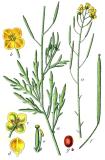 .Georg_u_Jacob_Sturm_Diplotaxis_tenuifolia_Sturm32-PS.jpg