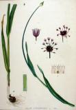 .Wilder_od_Schlangenlauch_Allium_scorodoprasum_—_Flora_Batava_—_Volume_v19.jpg