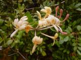 .Lonicera-implexa-11,-Saxifraga-Ed-Stikvoort-PS.jpg