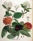 .Wolliger-Schneeball-Viburnum-lantana-Kops.jpg