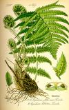 .Echter-Wurmfarn-Dryopteris-filix-mas-Thomé.jpg