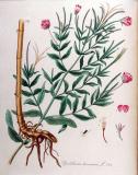 .Zottiges-Weidenroeschen_Epilobium-hirsutum_Flora_Batava_Jan_Kops_Volume_v10-PS.jpg