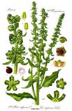 Zuckerruebe-Beta-vulgaris-vulgaris-Thomé.JPG