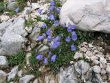 .Tigerente_Campanula_cochleariifolia-PS.jpg