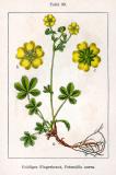 Gold-Fingerkraut_Potentilla_aurea_Sturm-PS.jpg